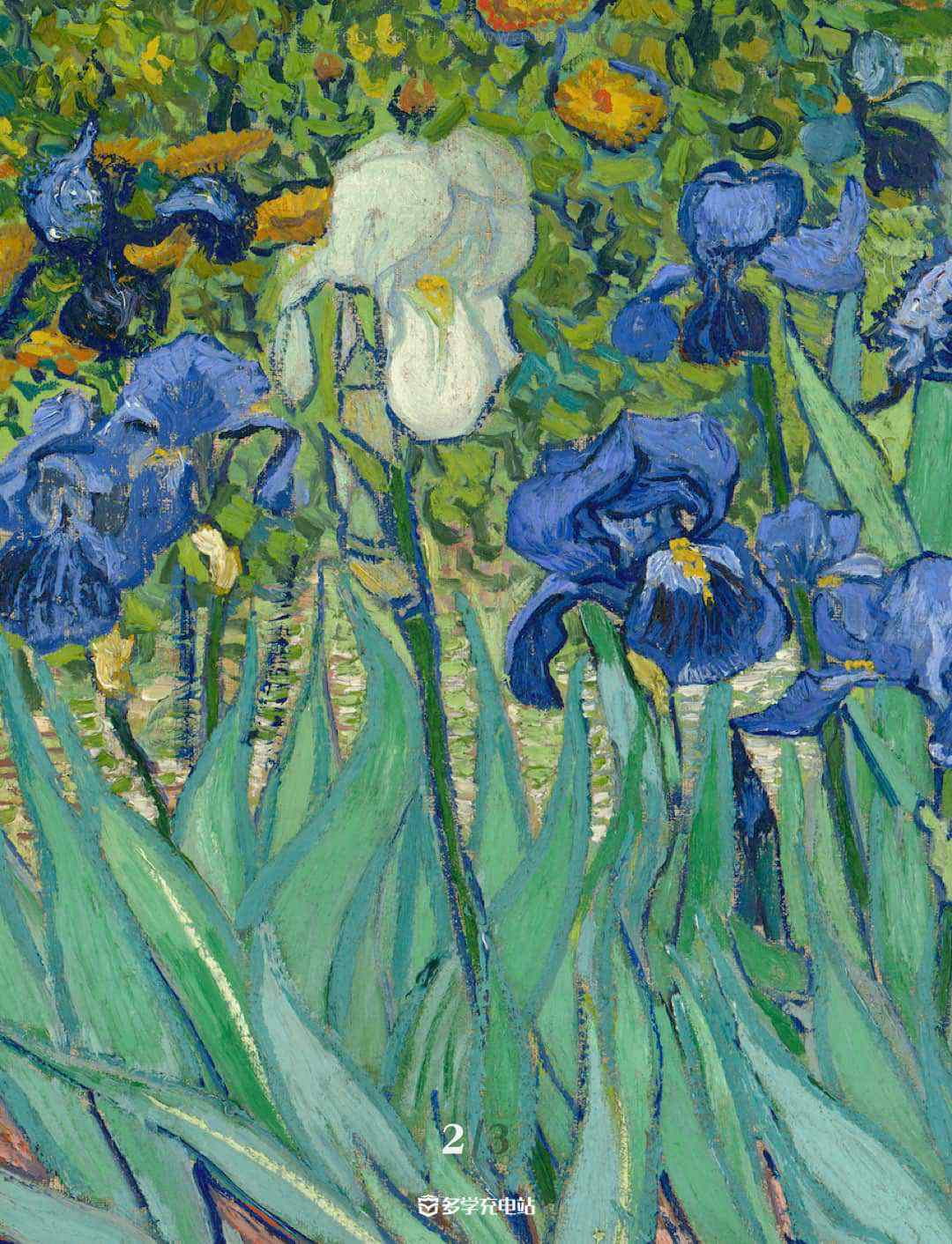 每日一画｜《鸢尾花》Irises 1889年   文森特·梵高  鸢尾花赏析