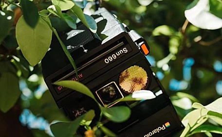 相机挂在树叶丛中绿色森林壁纸