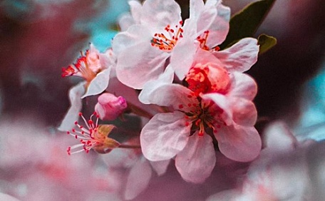 樱花绽放聚焦花卉干净微距壁纸