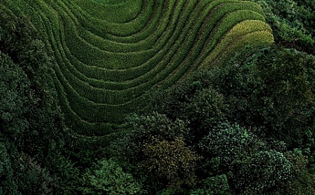 自然绿梯田蜿蜒农田森林植被壁纸