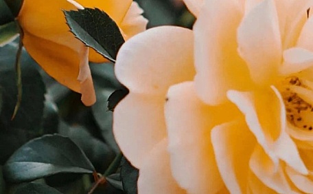 黄色玫瑰绽放花卉花丛自然风景微距壁纸