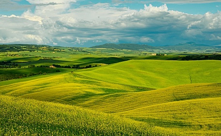蓝天白云下金色的油菜花与绿地风景壁纸