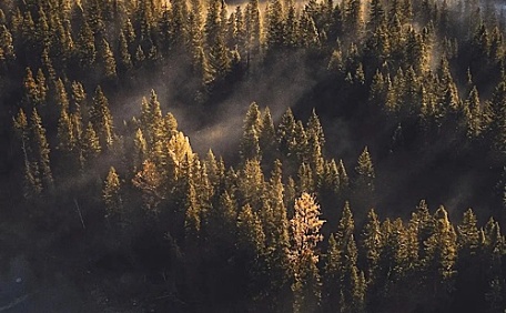 被阳光照射的森林植被壁纸