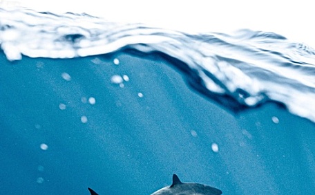 潜入水中一条鲨鱼壁纸