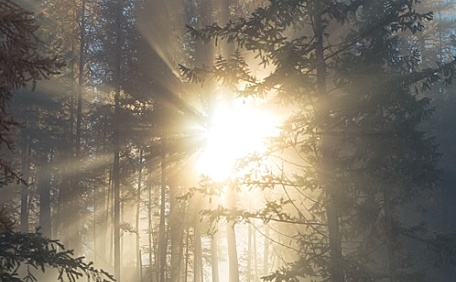 丁达尔效应上帝之光穿过森林直射壁纸