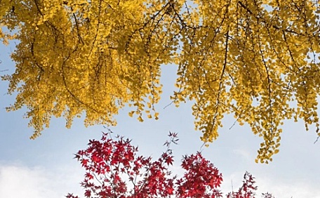 红叶和银杏数红黄风景壁纸