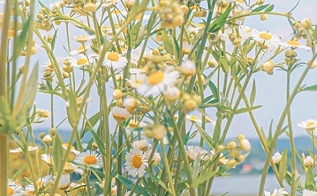 路边的黄色菊花风景花卉壁纸