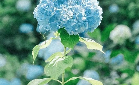 蓝色绣球花聚焦干净壁纸