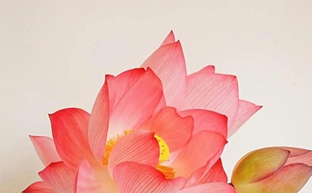 干净的荷花开花花卉壁纸