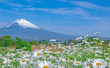 富士山下菊花遍野绽放壁纸