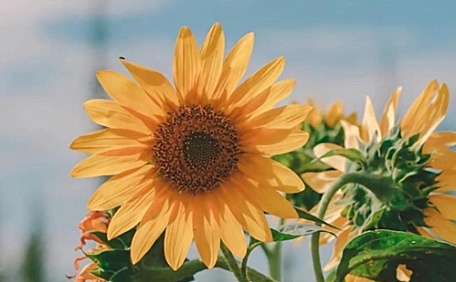 向日葵绽放风景花卉壁纸