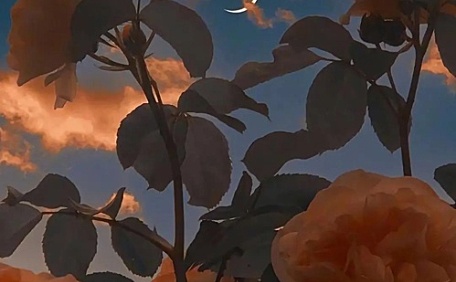 玫瑰花月亮太空风景花卉壁纸