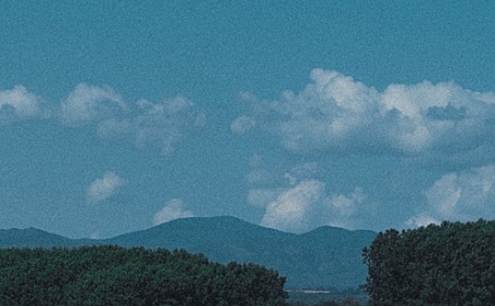 清晨下的向日葵风景壁纸