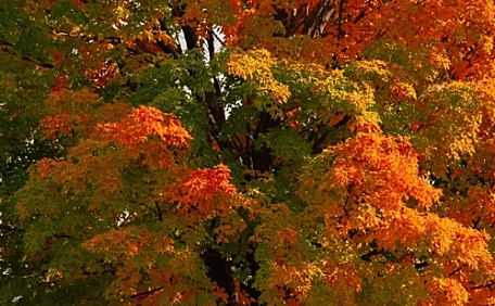 院子里落叶的红色树木风景壁纸
