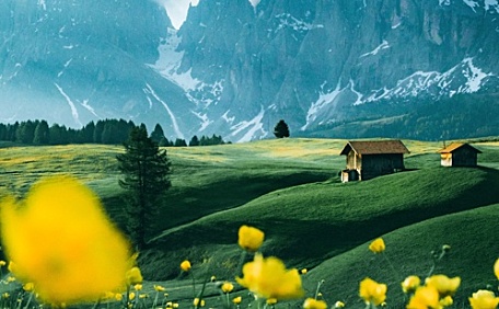 野花盛开的平原壁纸