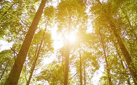 参天树木风景壁纸
