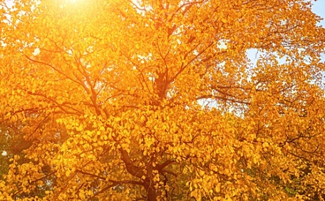 夕阳照射金黄的树叶风景壁纸