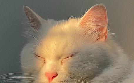 白色小猫睡觉宠物温馨壁纸