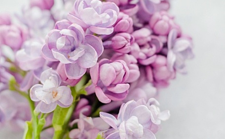 紫色丁香花盛开的枝头壁纸