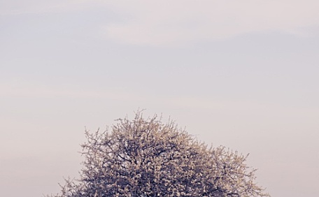 草坪上有一颗苦味的书风景壁纸