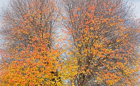 秋景金黄树叶掉落风景壁纸