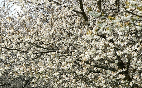 白色樱花盛开的公园壁纸