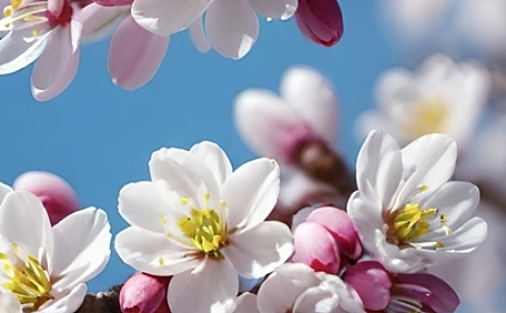 梅花盛开的枝头壁纸