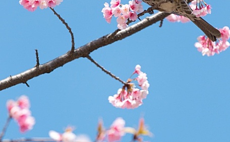 粉色桃花盛开的枝头壁纸