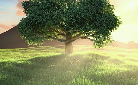 绿色的草原上又一颗树风景壁纸