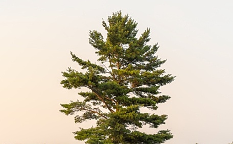 草原上的小路风景壁纸