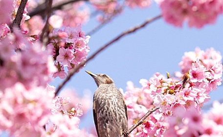 粉色樱花盛开的枝头壁纸