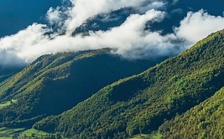 晴空下的森林风景壁纸
