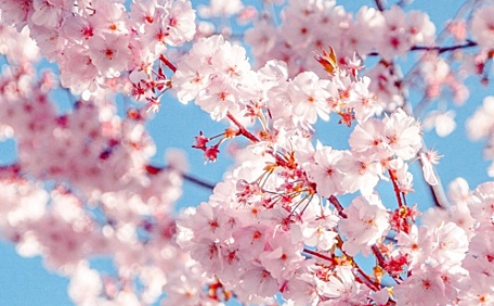 粉色樱花盛开的枝头壁纸