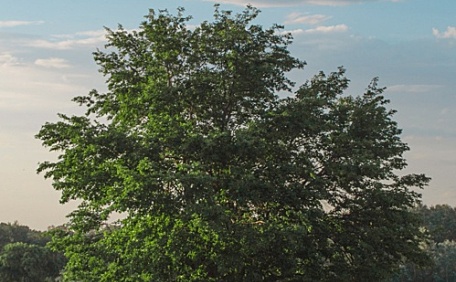 草原上绿色的树木风景壁纸