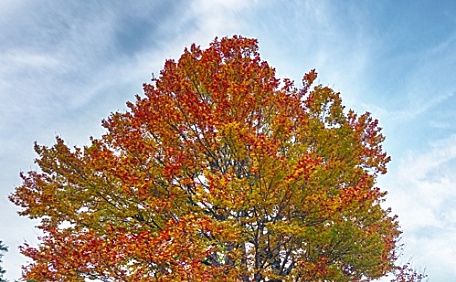 森林草坪上有红色枫叶掉落壁纸