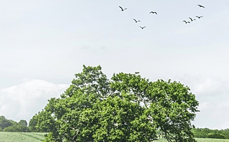 草原上群飞的鸟儿和一颗树木绿色风景壁纸