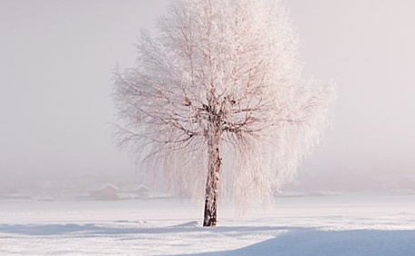 雪地里的银色树木风景壁纸