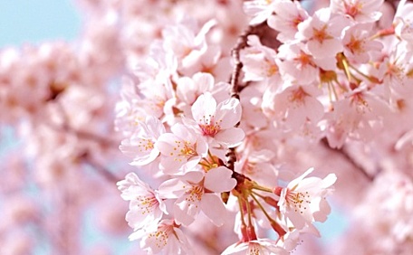 粉色樱花盛开的枝头壁纸