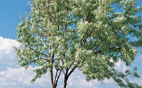 海边野花和一颗树木风景壁纸