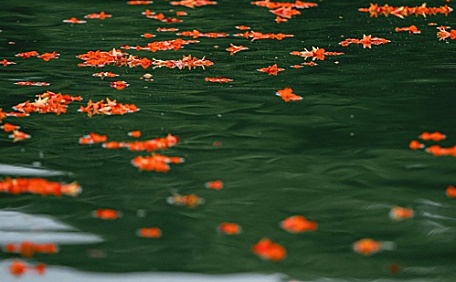 红色小花在河面上的风景壁纸