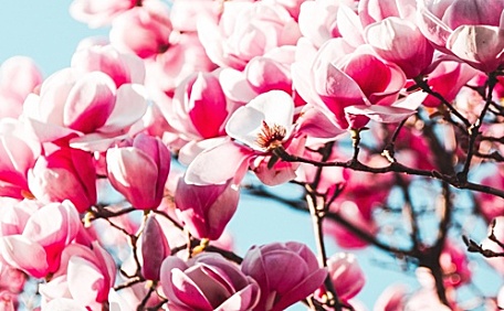 粉色玉兰花盛开的枝头壁纸