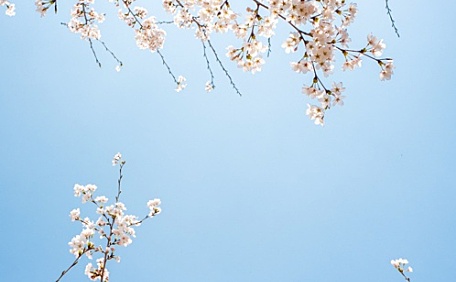 白色樱花盛开的场景壁纸