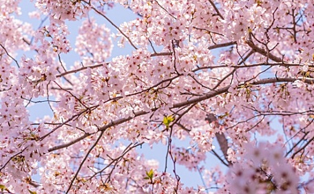 粉色樱花盛开壁纸