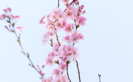 樱花盛开的场景壁纸