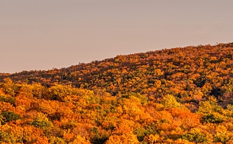满山金黄的树木风景壁纸