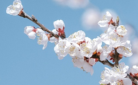 白色樱花盛开壁纸