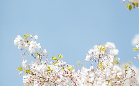 桃花盛开的风景壁纸