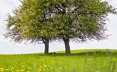 草原上的黄色野花和一颗树木风景壁纸