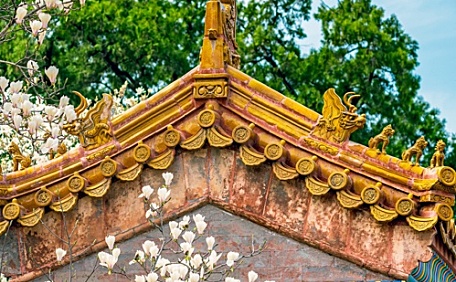 故宫梨花开了壁纸