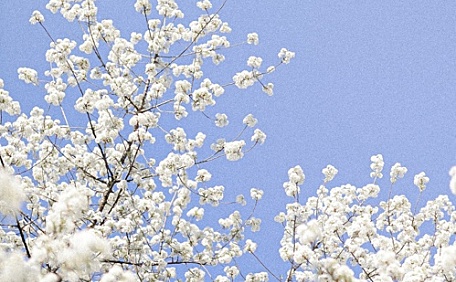 梨花盛开的风景壁纸